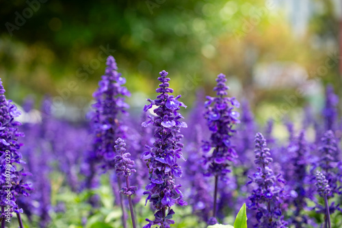 lavender flowers in the garden