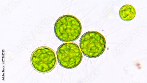 Freshwater microalgae, Golenkinia sp. Live cell. Selective focus image photo