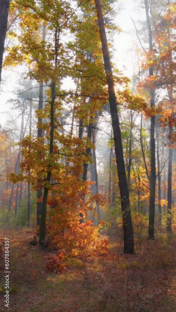 Walk through the magnificent autumn forest. Golden tree leaves in the rays of the setting sun. Autumn in the park, gimbal vertical shot Walk through the magnificent autumn forest. Golden tree leaves in the rays of the setting sun. Autumn in the park, gimbal vertical shot
