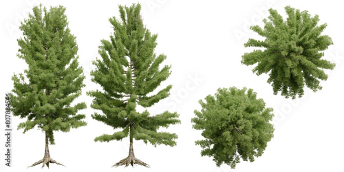 Set of coniferous trees  front view  isolated png on transparent background