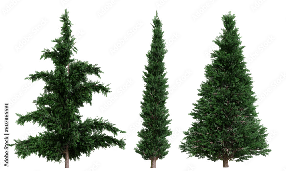 Set of coniferous trees, front view, isolated png on transparent background