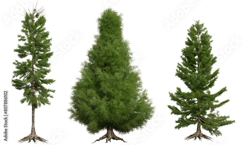 Set of coniferous trees  front view  isolated png on transparent background