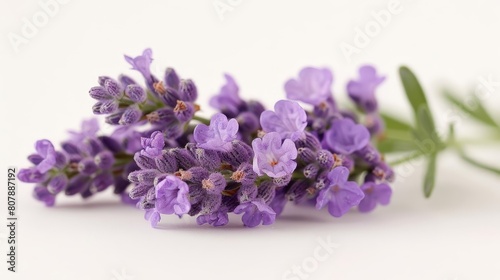 aromatic lavender flowers  including purple and white blooms  are displayed on a isolated background alongside green leaves