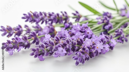 aromatic lavender flowers  including purple and white blooms  are displayed on a isolated background alongside green leaves