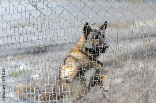 Dog in an enclosure behind a fence mesh in out of focus