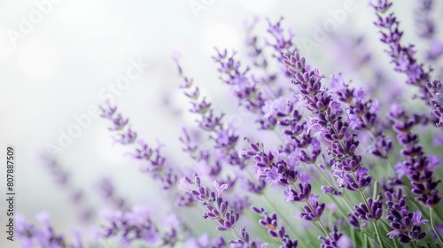 aromatic lavender flowers bloom in a field  with a row of purple blooms on the left and a row of white flowers on the right