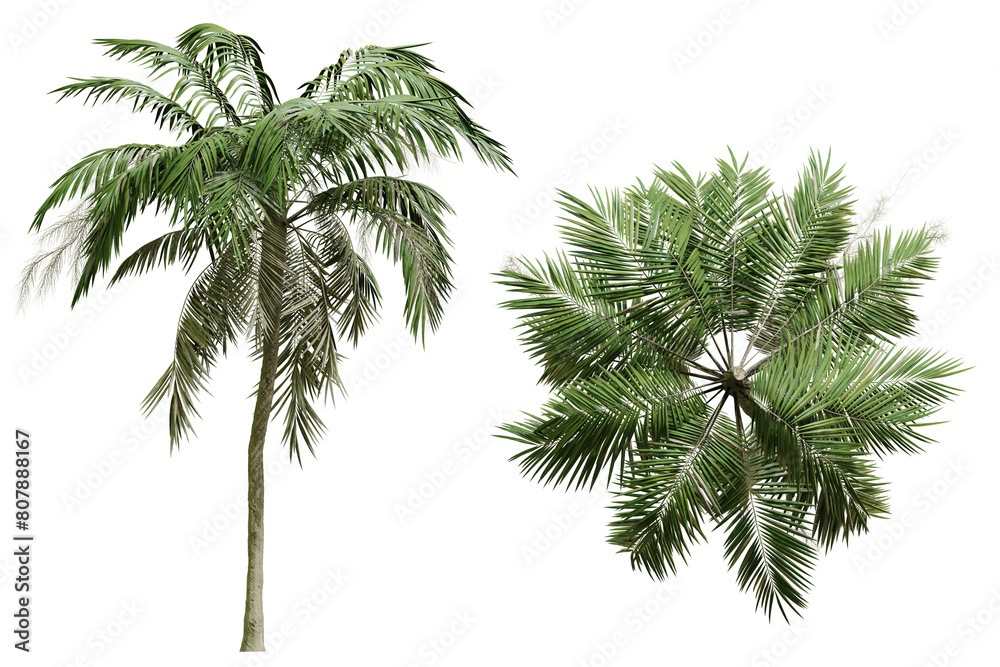 Set of coconut trees at different angles. Palm trees in a tropical vacation spot.