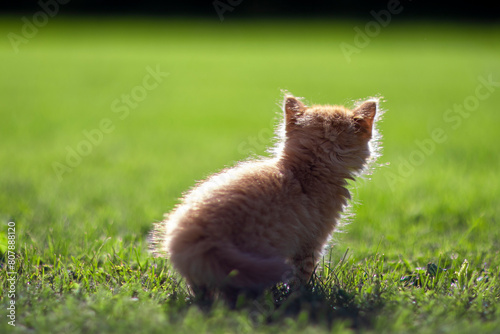 little red cat on the grass