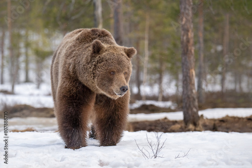 Cuadro en lienzo Big male brown bear is walking through a snow-covered forest