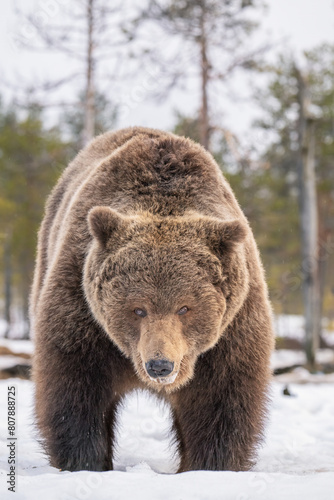 Big male brown bear stands on a snowy bog and stares straight into the camera