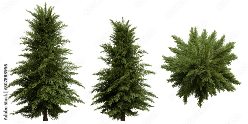 Set of coniferous trees, front view, isolated png on transparent background Set of coniferous trees, front view, isolated png on transparent background