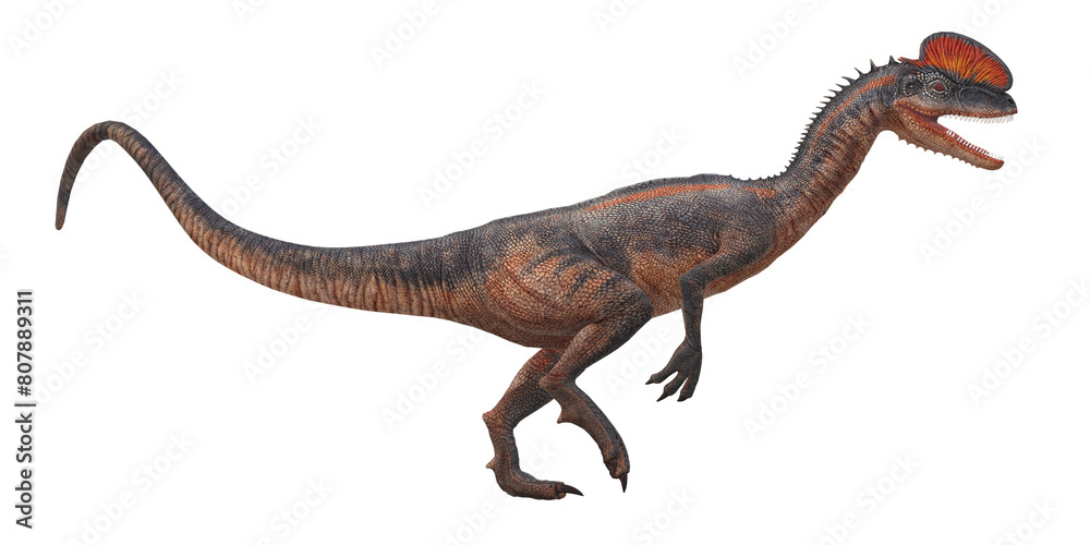 Dilophosaurus on a Transparent Background Dilophosaurus on a Transparent Background