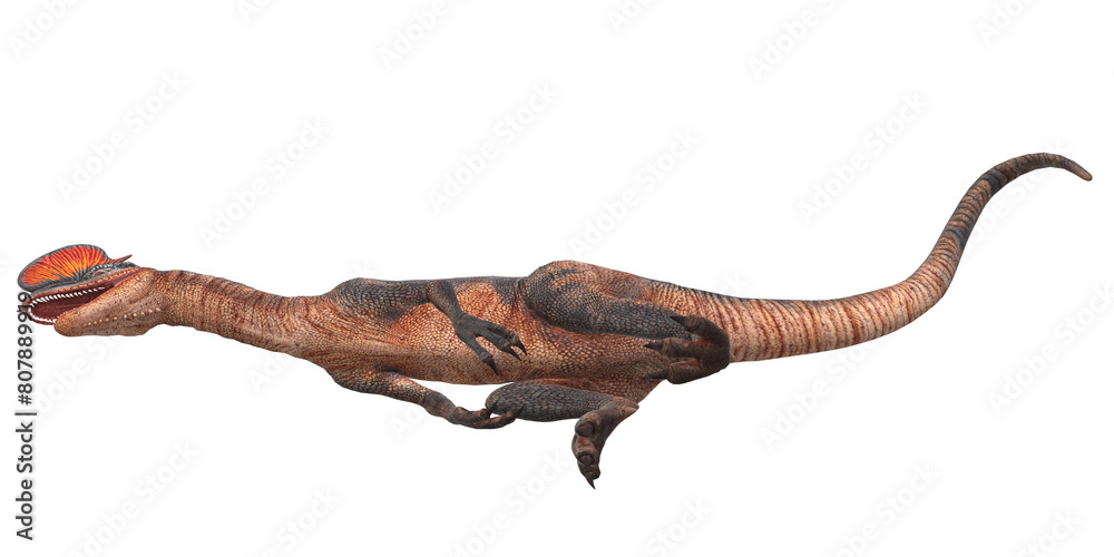Obraz premium Dilophosaurus on a Transparent Background