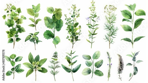 botanical illustration of coastal plant species featuring green leaves and flowers
