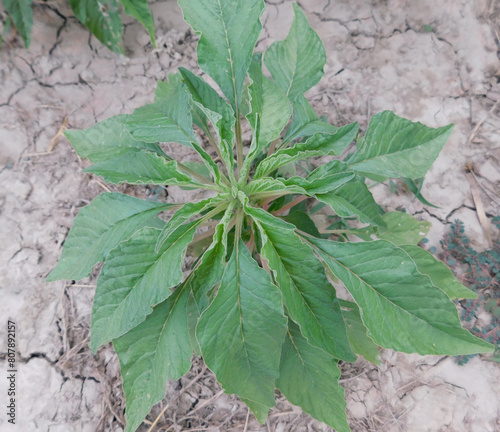 Amaranth. Amaranthus retroflexus. Annual herbaceous plant.spinach also known as amaranth with seeds and flower. photo