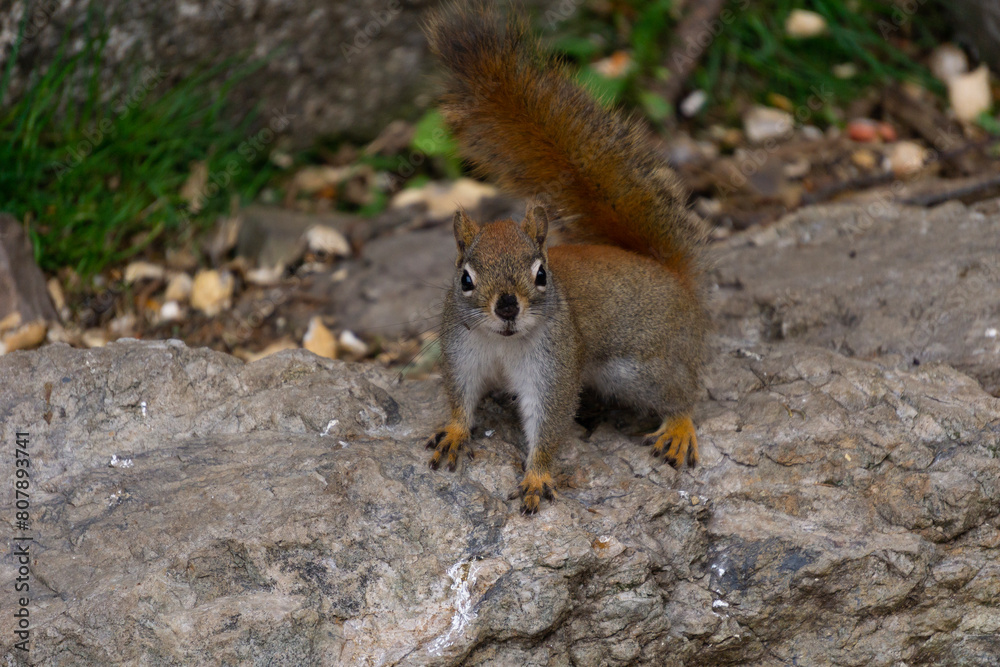 Naklejka premium Squirrel in the park