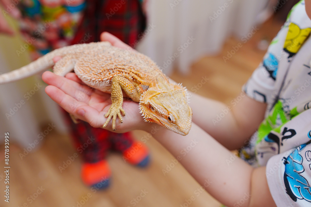 © Maria - man's hands holding a lizard. A touching zoo, a show with exotic animals for children. © Maria - man's hands holding a lizard. A touching zoo, a show with exotic animals for children.