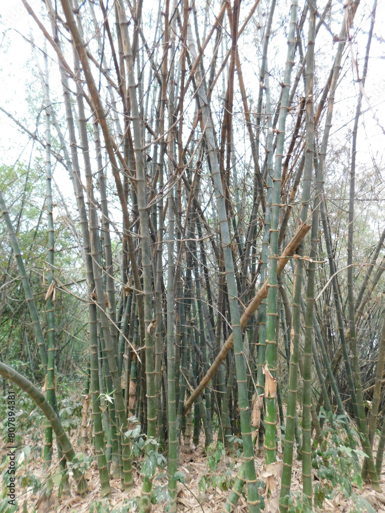 Fototapeta premium Bamboo forest trees in INDIA