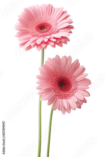 PNG Light pink gerberas flower petal daisy.