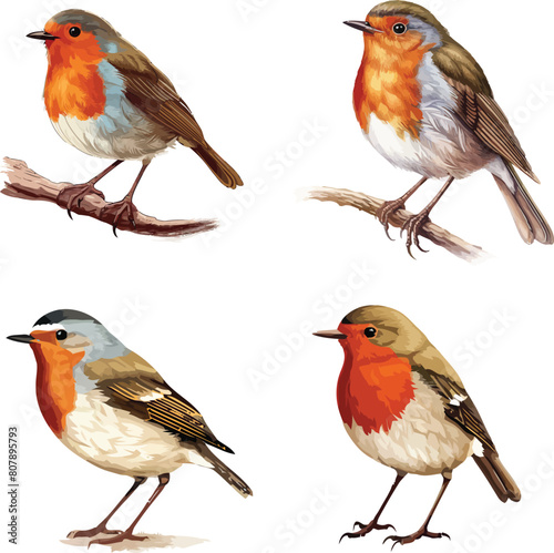 European Robin Vector Illustration