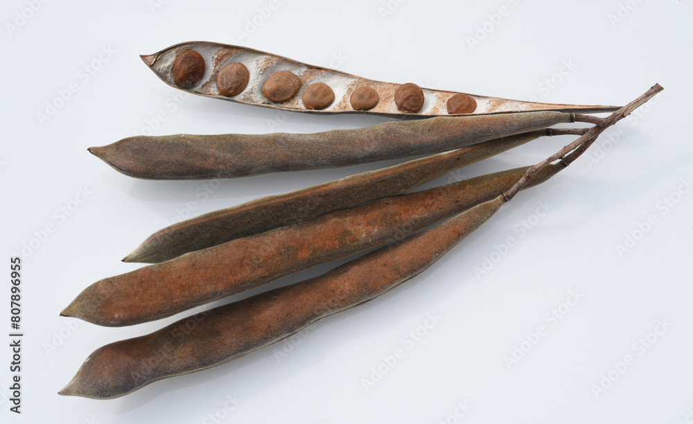 Obraz premium Wisteria, sinensis