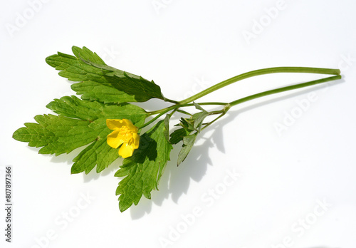 Crowfoot, Ranunculus, acris photo