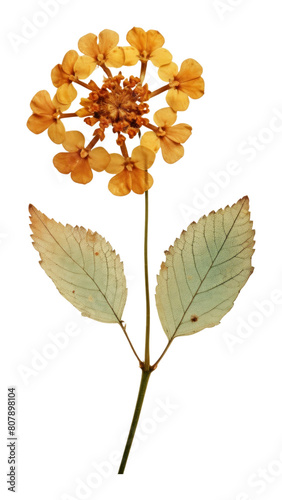 PNG Real pressed a single Lantana flower plant petal leaf.