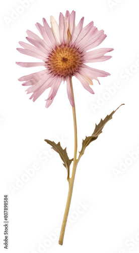PNG Real Pressed a single aster flower petal plant daisy.