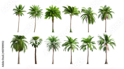 Set of palms isolated on transparent background