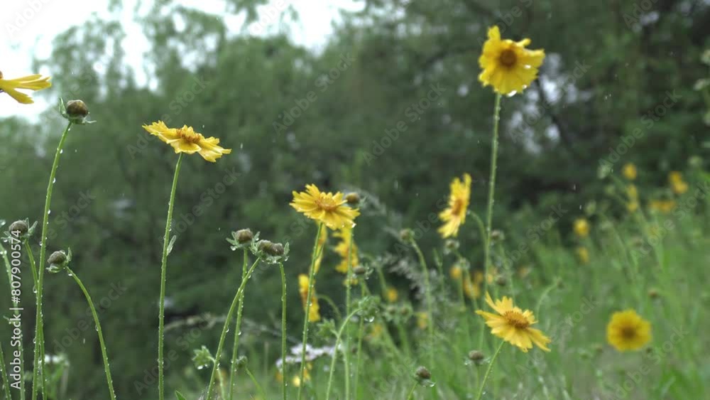 beautiful flowers and plants on a rainy day beautiful flowers and plants on a rainy day