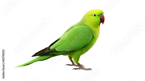 Green parrot isolated on PNG Background © Stock Photos Bank 