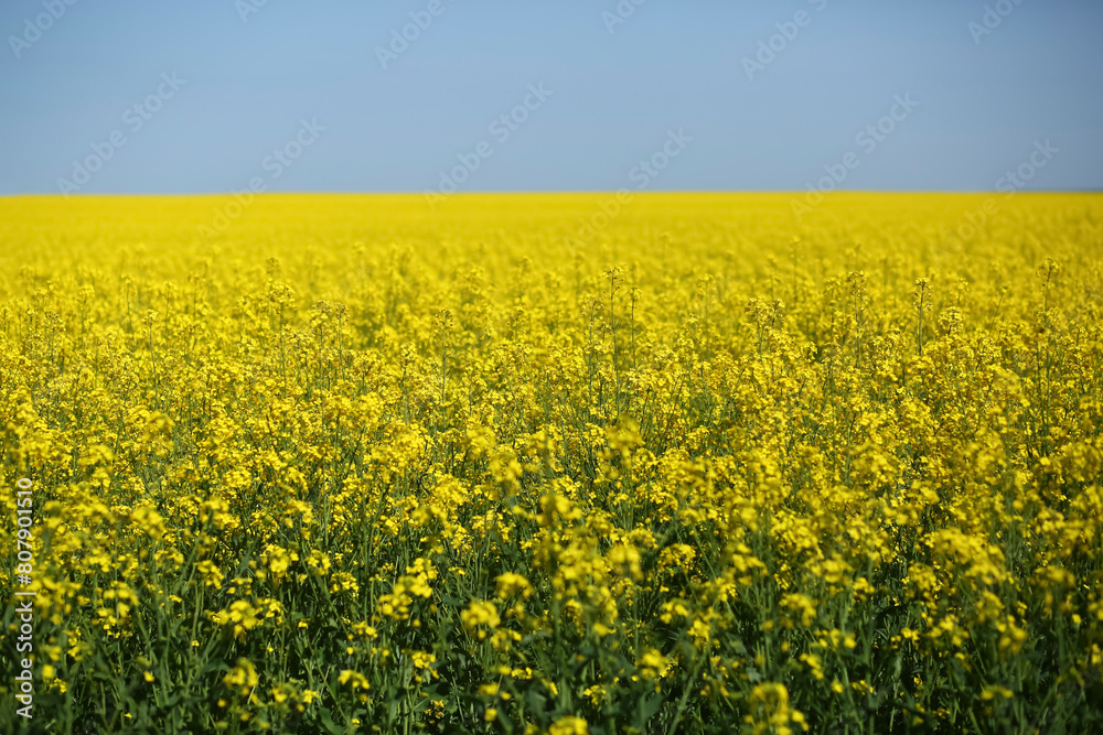 Sunlit spring blooming mustard field landscape 