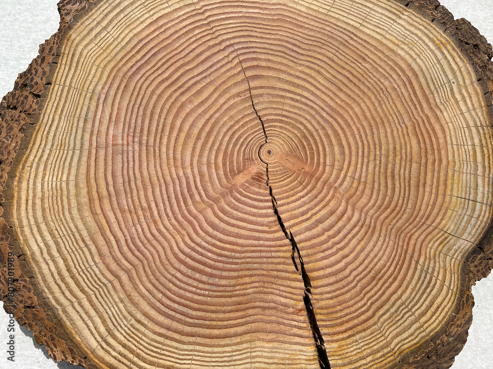 Naklejka premium Annual rings