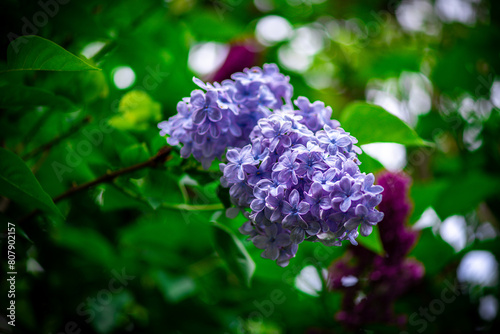 Purple lilac flower bunch in the garden