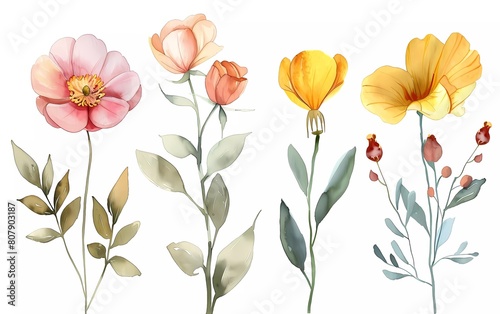 watercolor flowers. illustration of flowers  leaves and buds. Botanical compositions for weddings