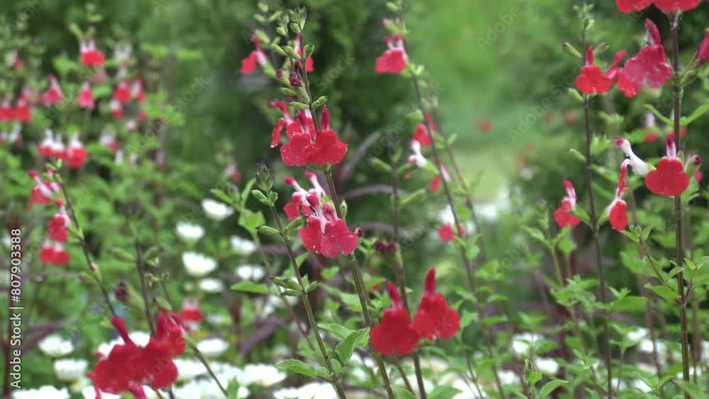 beautiful flowers and plants on a rainy day beautiful flowers and plants on a rainy day