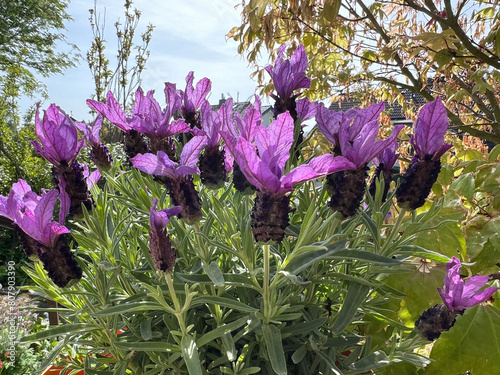 French lavender; Lavandula stoechas