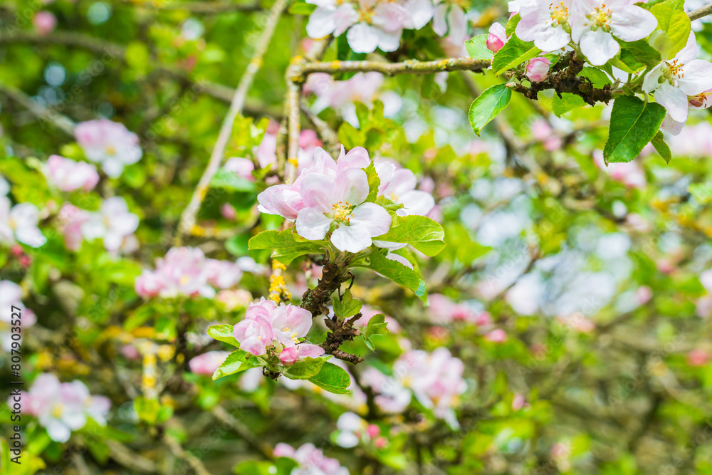 Pink flowers on an apple tree blossoming in Spring
Pink flowers on an apple tree blossoming in Spring