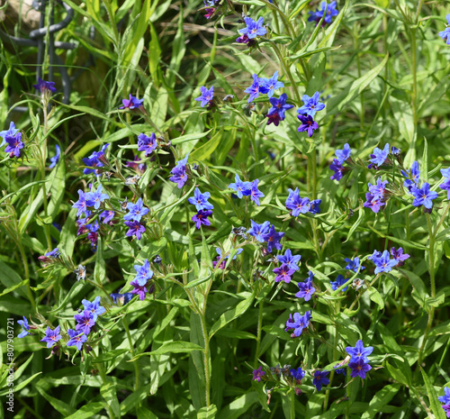 Stone seed, Aegonychon, purpurocaeruleum photo