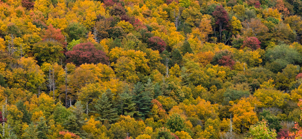Fall foliage with bright shades of yellow, orange, green, and red, creating a tapestry of texture and color. Fall foliage with bright shades of yellow, orange, green, and red, creating a tapestry of texture and color.
