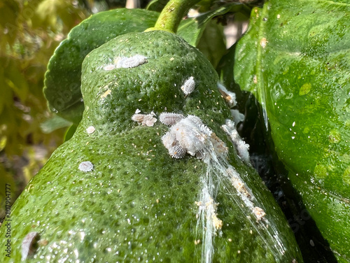 Mealybugs and mealybugs
