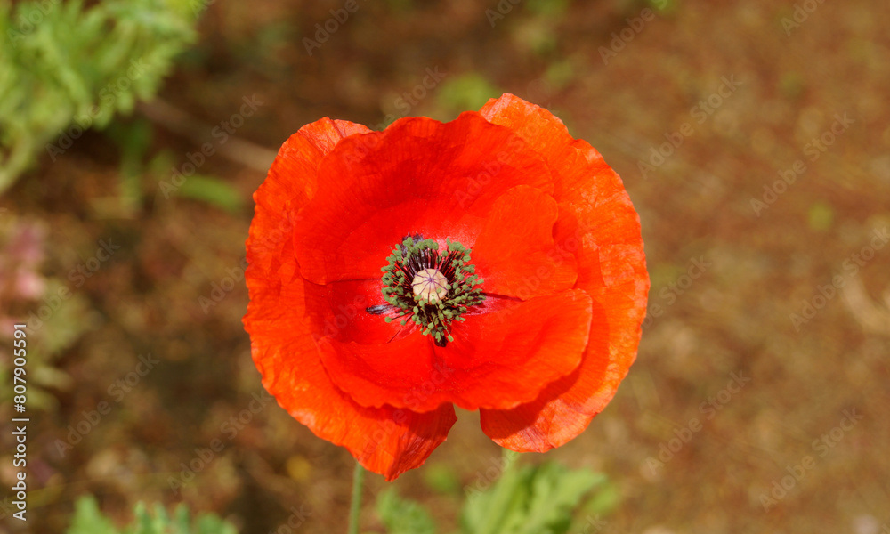 Obraz premium 화려한 양귀비 꽃