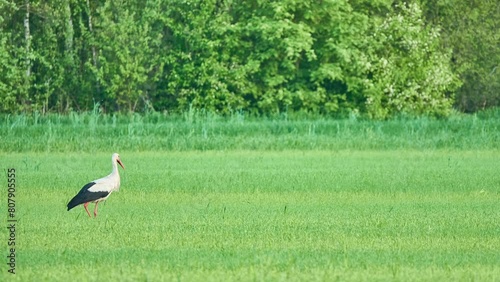Storks walking in a green summer meadow. The white stork is a large bird in the stork family, Ciconiidae. Its plumage is mainly white, with black on the bird's wings. photo