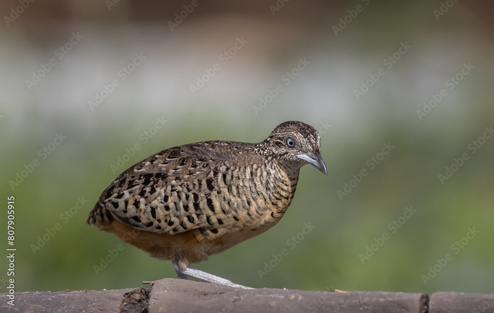 Barred Buttonquail on the ground animal portrait.