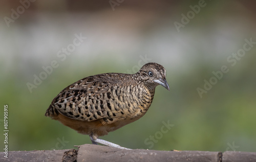 Obraz na płótnie Barred Buttonquail on the ground animal portrait. w salonie