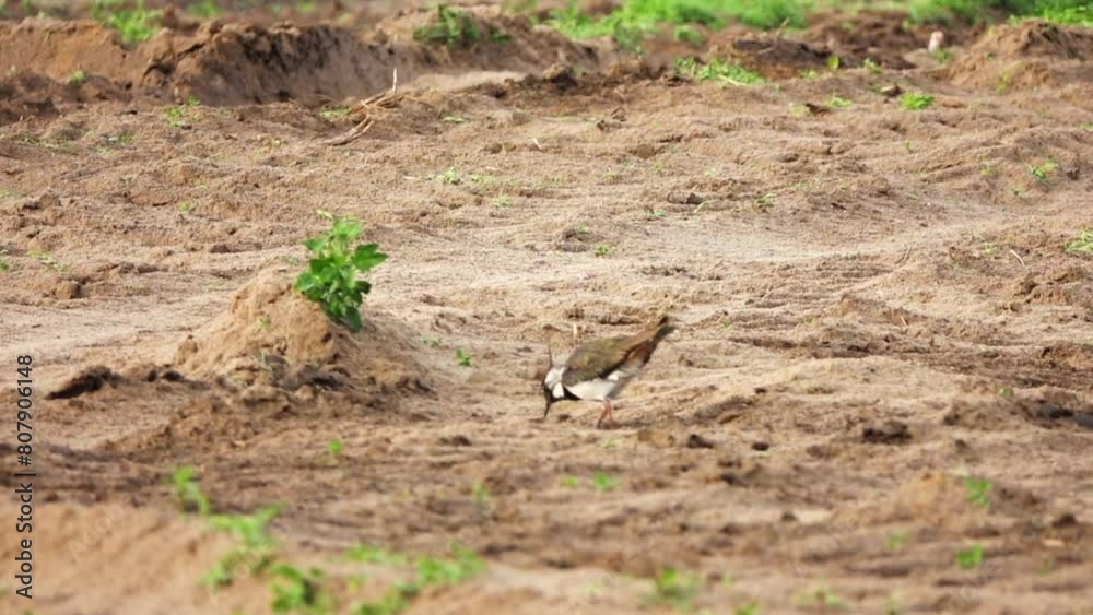 Northern lapwing (Vanellus vanellus), also known as the peewit or pewit, tuit or tew-it, green plover, or (in Britain and Ireland) pyewipe or just lapwing, is a bird in the lapwing subfamily. Northern lapwing (Vanellus vanellus), also known as the peewit or pewit, tuit or tew-it, green plover, or (in Britain and Ireland) pyewipe or just lapwing, is a bird in the lapwing subfamily.