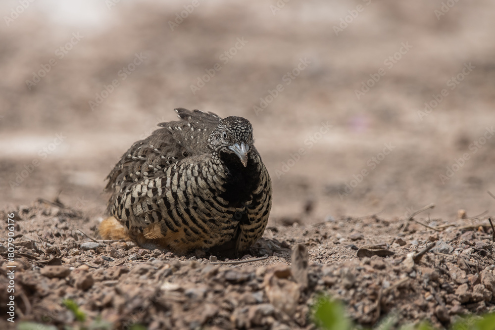 Barred Buttonquail on the ground animal portrait.