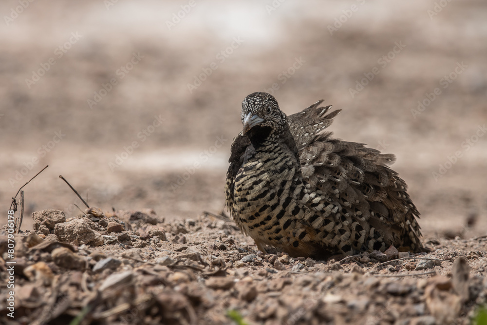 Barred Buttonquail on the ground animal portrait.