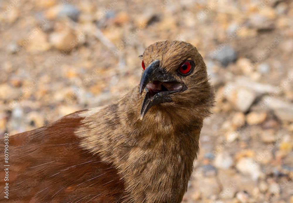 Andaman coucal close up shot animal portrait.
