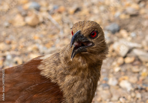 Obraz na płótnie Andaman coucal close up shot animal portrait. w salonie
